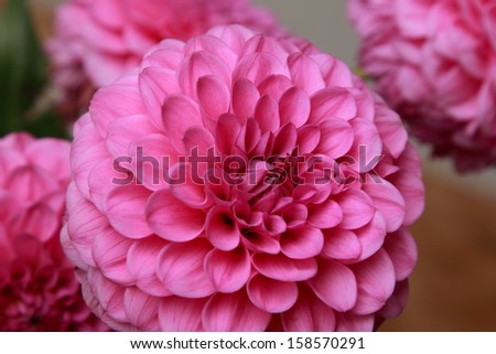 Beautiful autumn pink flowers on gray background/Natural pink dahlias