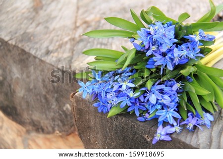 Outdoor image of early spring Blue Scilla (Squill) over wooden background/Lovely tender spring flowers