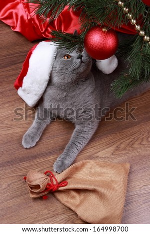 Lovely domestic animal under the Christmas tree on Holiday theme