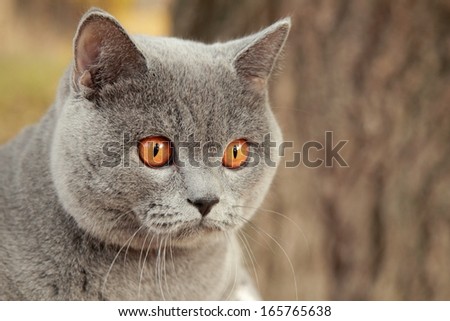 Outdoor portrait of british cat at autumn park/Image of cute british shothair cat outdoor in harness