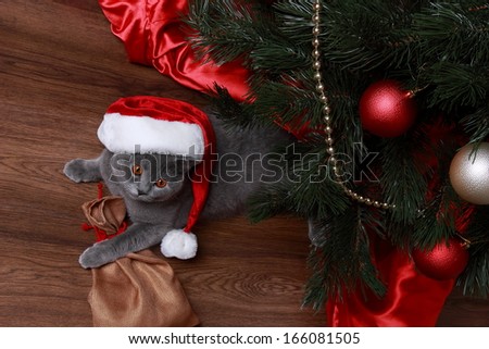 Lovely domestic animal under the Christmas tree on Holiday theme/Portrait of Christmas British gray cat