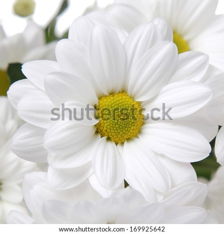 Fresh white camomiles on Holiday/Fresh bouquet of large white daisies on a white background