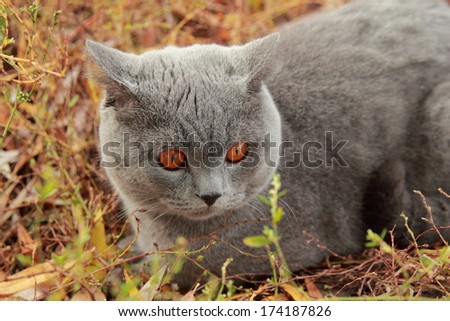 Outdoor portrait of british cat at autumn park/Image of cute british shothair cat outdoor in harness