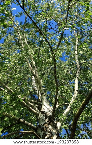 spring birch trees background