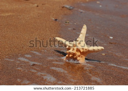 sea star on the sea background