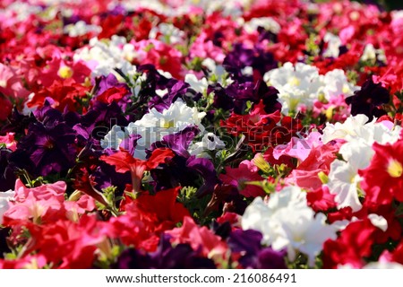 colorful petunia flowers in the flower bed in the summer garden landscaping in city park, Moscow, Russia