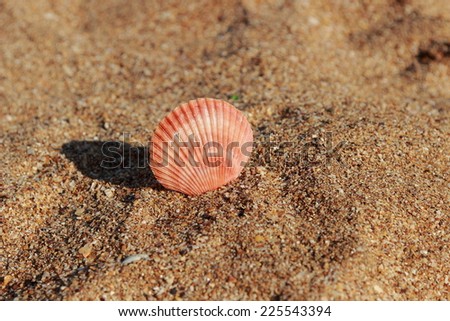 Sandy beach, shells and sand/Close up view beach sand background