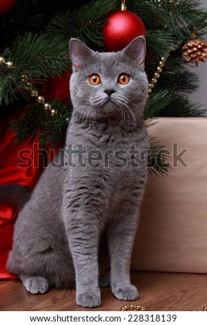 british gray cat on Christmas over wooden background on Holiday theme/funny cat and christmas tree