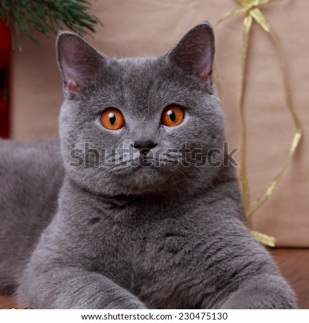 British gray cat on Christmas over wooden background on Holiday theme/funny cat and christmas tree
