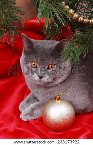 Nice gray British one year old cat on Merry Christmas and Happy New Year/Cute British cat on Holiday theme