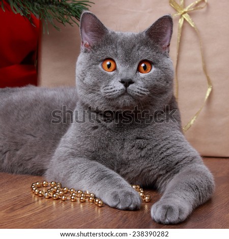 british gray cat on Christmas over wooden background on Holiday theme/funny cat and christmas tree