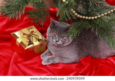 Gorgeous british cat on Christmas/Charming gray cat with presents on holiday theme