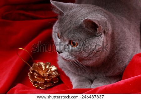 Portrait of funny cat with presents and Christmas decoration under  christmas tree on Holiday theme