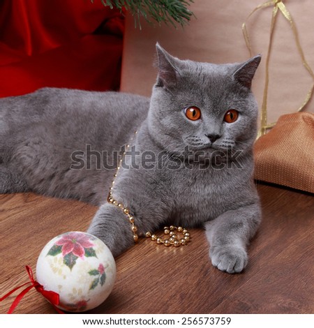 Fluffy gray cat playing with the Christmas tree decorations on holiday theme/Image of british cat with yellow eyes