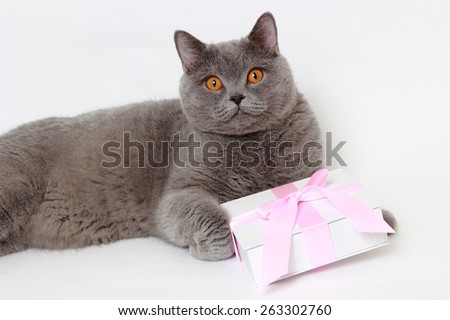 Charming short hair gray British cat holding present gift box with pink bow