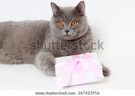 gray British cat holding present gift box