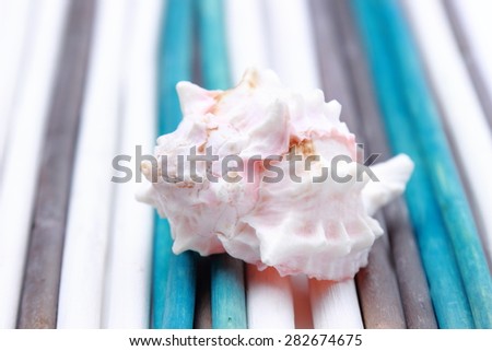 seashell over white and blue sticks textured background