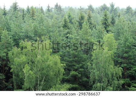 Rainy forest at cold summer day in the Moscow region, Russia/Green trees at summer time