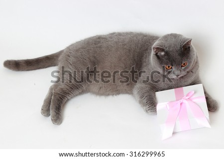 Charming short hair gray British cat holding present gift box