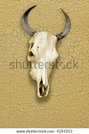 Skull of Bull over a Cracked Surface