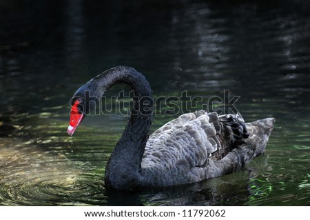 Black swan drinking water from a pond