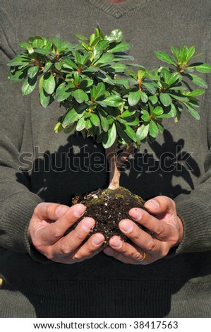 Man holding small tree with soil in hands