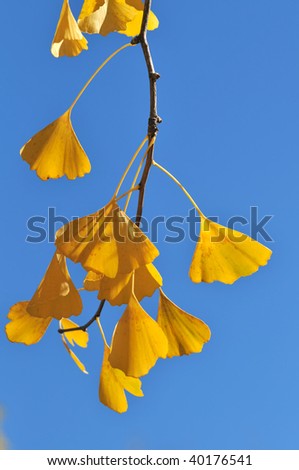 Close up of ginkgo leaves in the fall over blue sky