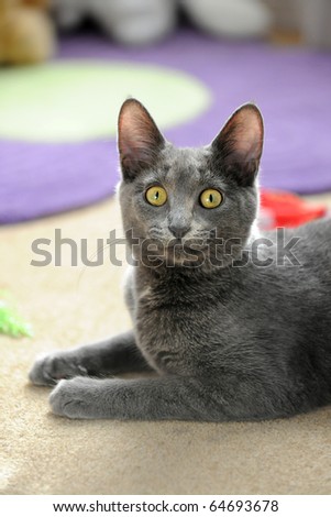 Portrait of domestic cat in a home environment