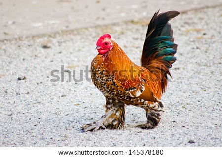 Colorful rooster on the ground