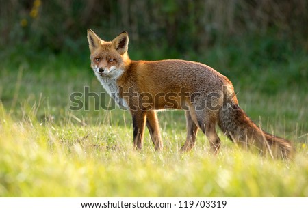 Red Fox standing in the dunes