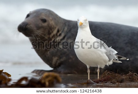 Yellow-legged gull standing in front of a grey seal