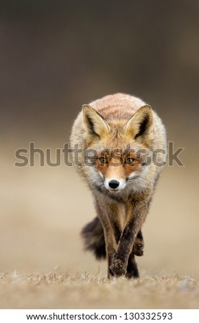 Red fox walks right up to the photographer