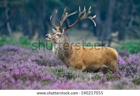 Red Deer