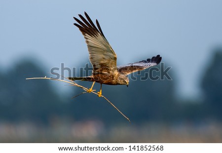 Marsh Harrier in flight