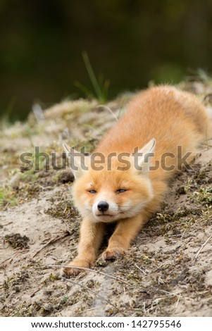 Red fox cub stretching