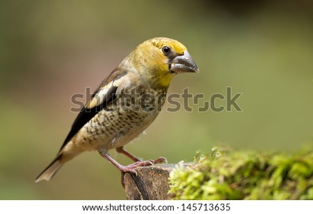 Juvenile Hawfinch (Coccothraustes coccothraustes) on a branch with green background