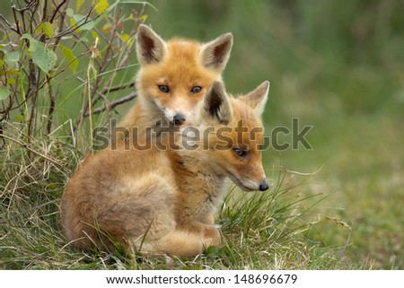 Two Red fox Cubs cuddling