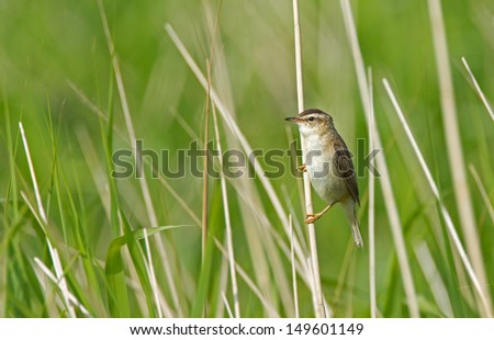 Sedge Warbler (Acrocephalus schoenobaenus)