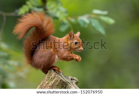 Similar – Image, Stock Photo Curious squirrel on tree trunk