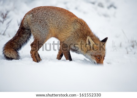 Red Fox in a winter setting