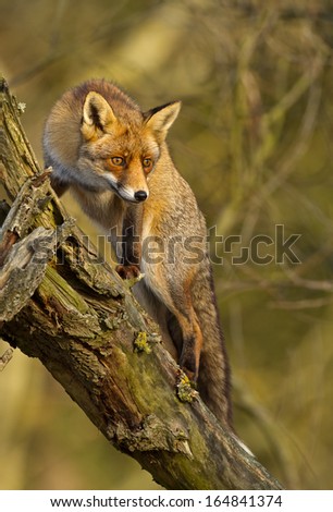 Red fox Climbs into Tree