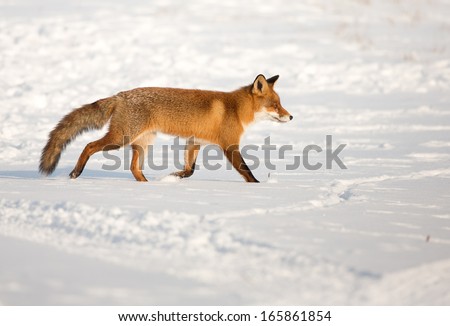 Red fox walks over white snow in wintertime