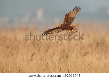 Marsh Harrier in flight over reed beds