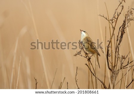 The Sedge Warbler (Acrocephalus schoenobaenus)