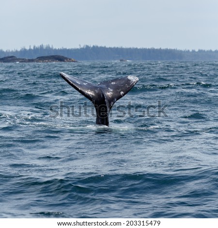 Tail of a grey whale at long beach Vanvouver Island