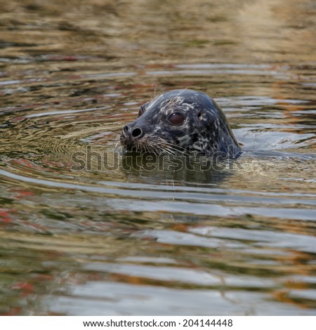 Grey Seal animal (Phoca vitulina)