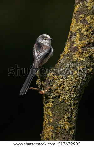 Long tailed Tit perched on a twig