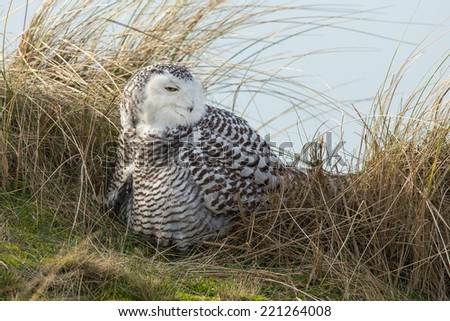 Snowy owl sits on top of dunes in the Netherlands
