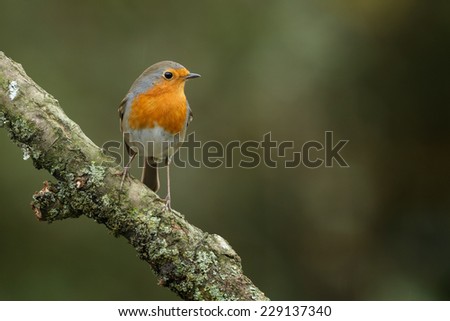 European robin bird on a twig