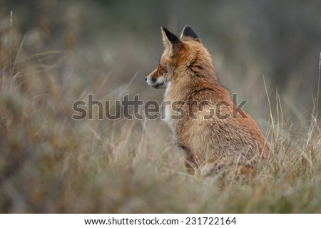 Red fox looks the other side